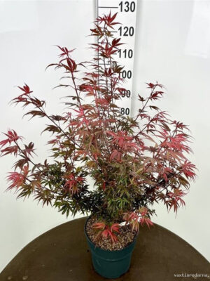 Acer palmatum 'Shaina'