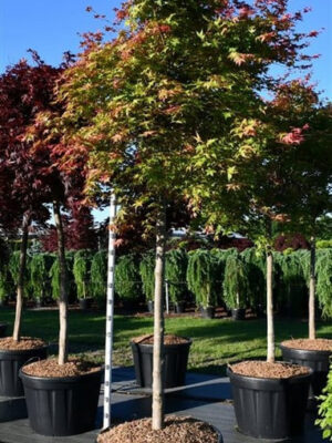 Acer palmatum 'Shin-deshojo'