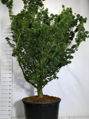 Acer palmatum 'Shishigashira'