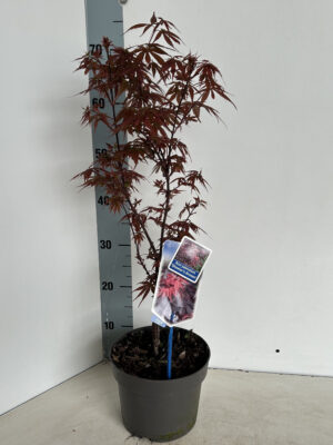Acer palmatum 'Skeeters Broom'