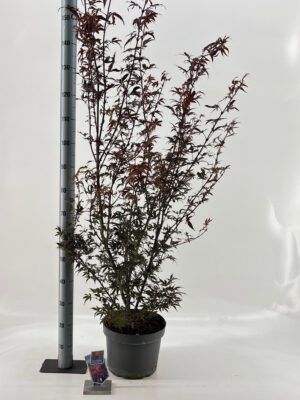 Acer palmatum 'Skeeters Broom'