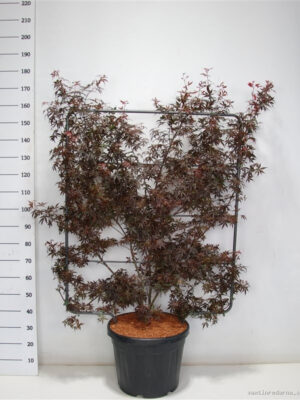 Acer palmatum 'Skeeters Broom'