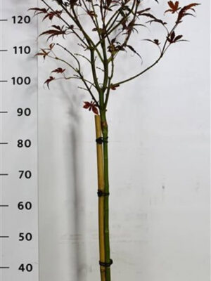 Acer palmatum 'Skeeters Broom'