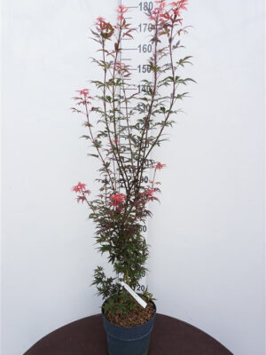 Acer palmatum 'Skeeters Broom'