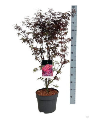 Acer palmatum 'Skeeters Broom'