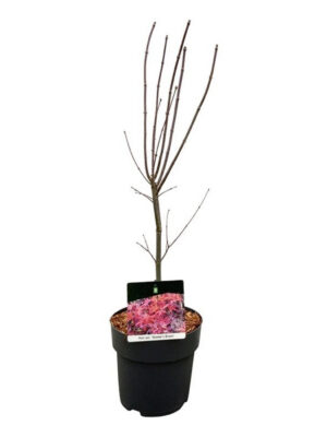 Acer palmatum 'Skeeters Broom'