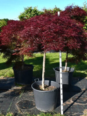 Acer palmatum 'Stella Rossa'