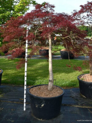 Acer palmatum 'Stella Rossa'