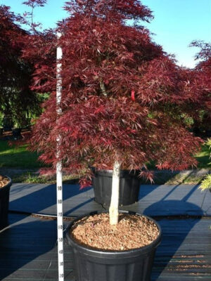 Acer palmatum 'Stella Rossa'
