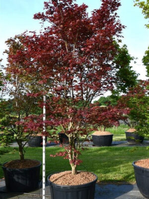 Acer palmatum 'Sumi-nagashi'