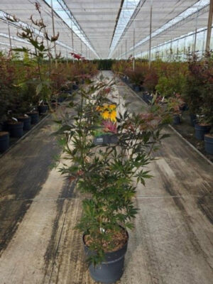 Acer palmatum 'Sumi-nagashi'