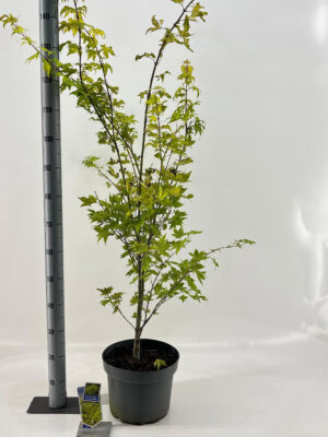 Acer palmatum 'Summer Gold'