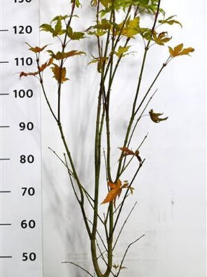 Acer palmatum Summer Gold
