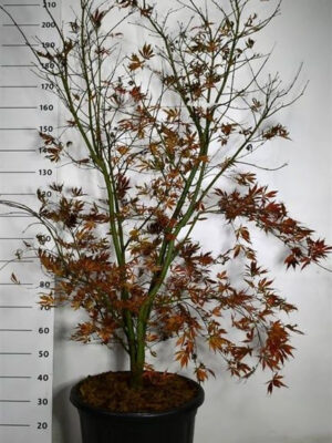 Acer palmatum 'Summer Sunset'
