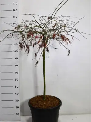 Acer palmatum 'Tamukeyama'