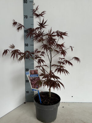 Acer palmatum 'Trompenburg'
