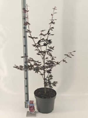 Acer palmatum 'Trompenburg'