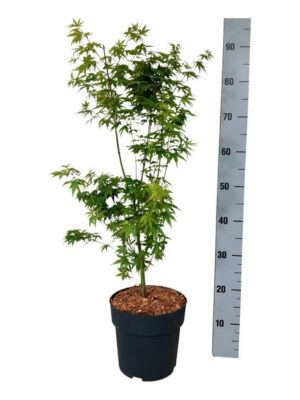 Acer palmatum 'Tsukasa Silhouette'