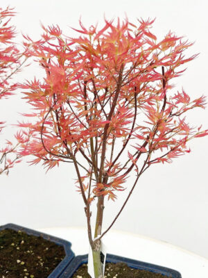 Acer palmatum 'Wilson's Pink Dwarf'