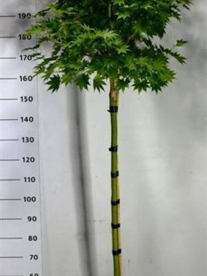 Acer shirasawanum 'Jordan'