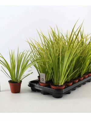 Acorus gramineus 'Ogon'