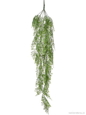 Adianthum