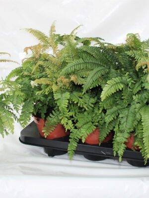 Adiantum hispidulum ‘Bronze Venus’