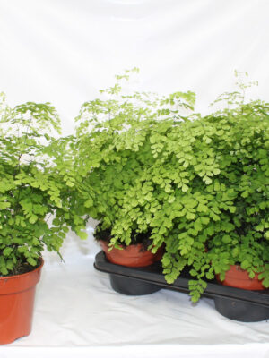 Adiantum raddianum 'Fragrans' - Vaxtinredarna.se