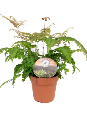 Adiantum tenerum 'Scutum Roseum'