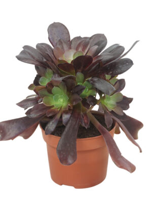 Aeonium arboreum 'Velours' - Vaxtinredarna.se