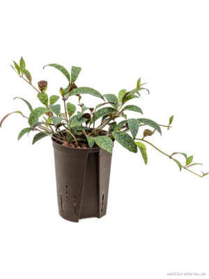 Aeschynanthus marmoratus