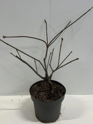 Aesculus parviflora