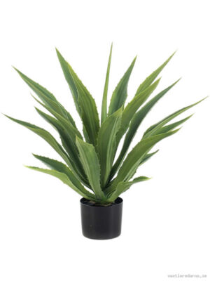 Agave