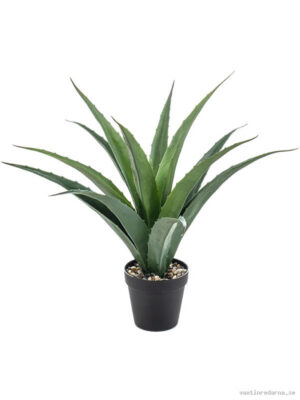 Agave - Vaxtinredarna.se