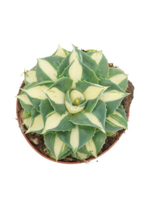 Agave potatorum gold
