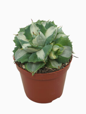 Agave potatorum Ouhi-Raijin variegata