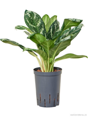 Aglaonema 'Amazon silver' - Vaxtinredarna.se