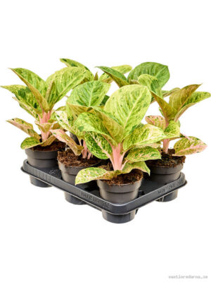 Aglaonema 'Apple Fantasy' 6/tray