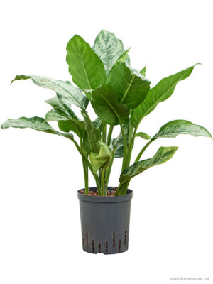 Aglaonema 'Chantal'