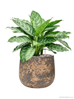 Aglaonema 'Chantal' in Baq Atlas