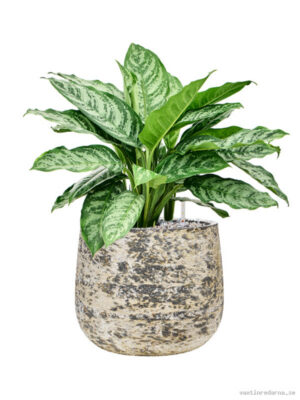 Aglaonema 'Chantal' in Baq Atlas