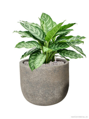 Aglaonema 'Chantal' in Cement & Stone - Vaxtinredarna.se
