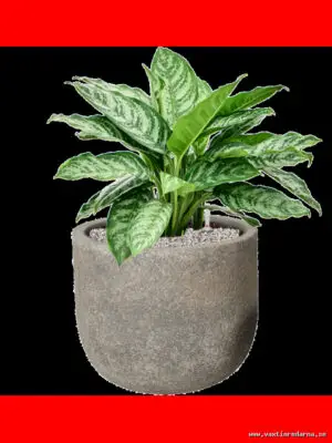 Aglaonema 'Chantal' in Cement & Stone - Vaextinredarna.se