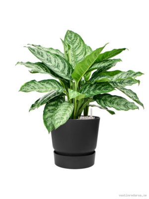 Aglaonema 'Chantal' in Greenville
