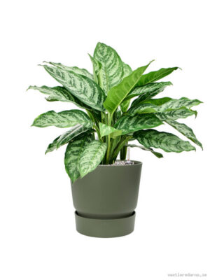 Aglaonema 'Chantal' in Greenville