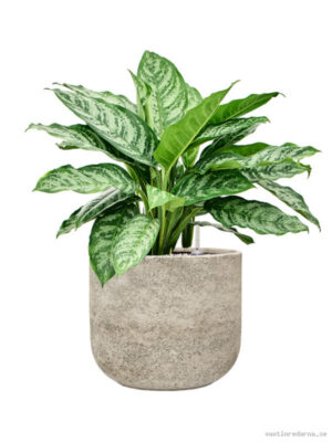 Aglaonema 'Chantal' in Mont Blanc - Vaxtinredarna.se