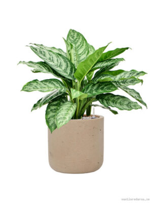 Aglaonema 'Chantal' in Rough