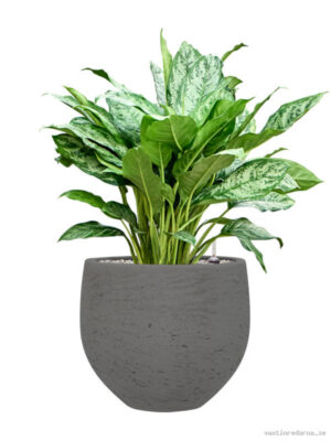 Aglaonema 'Chantal' in Rough