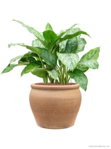Aglaonema ’Chantal’ in Terra Antica