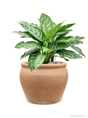 Aglaonema 'Chantal' in Terra Antica